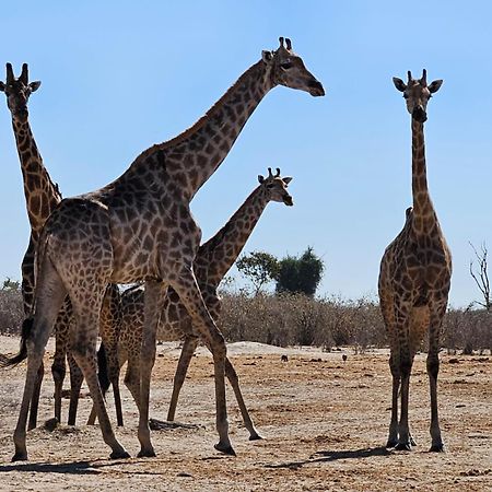 Xhabe Safari Lodge Chobe Muchenje المظهر الخارجي الصورة