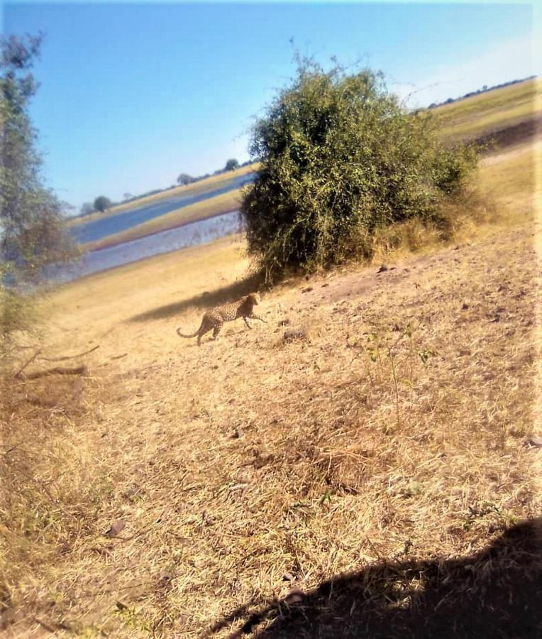 Xhabe Safari Lodge Chobe Muchenje المظهر الخارجي الصورة