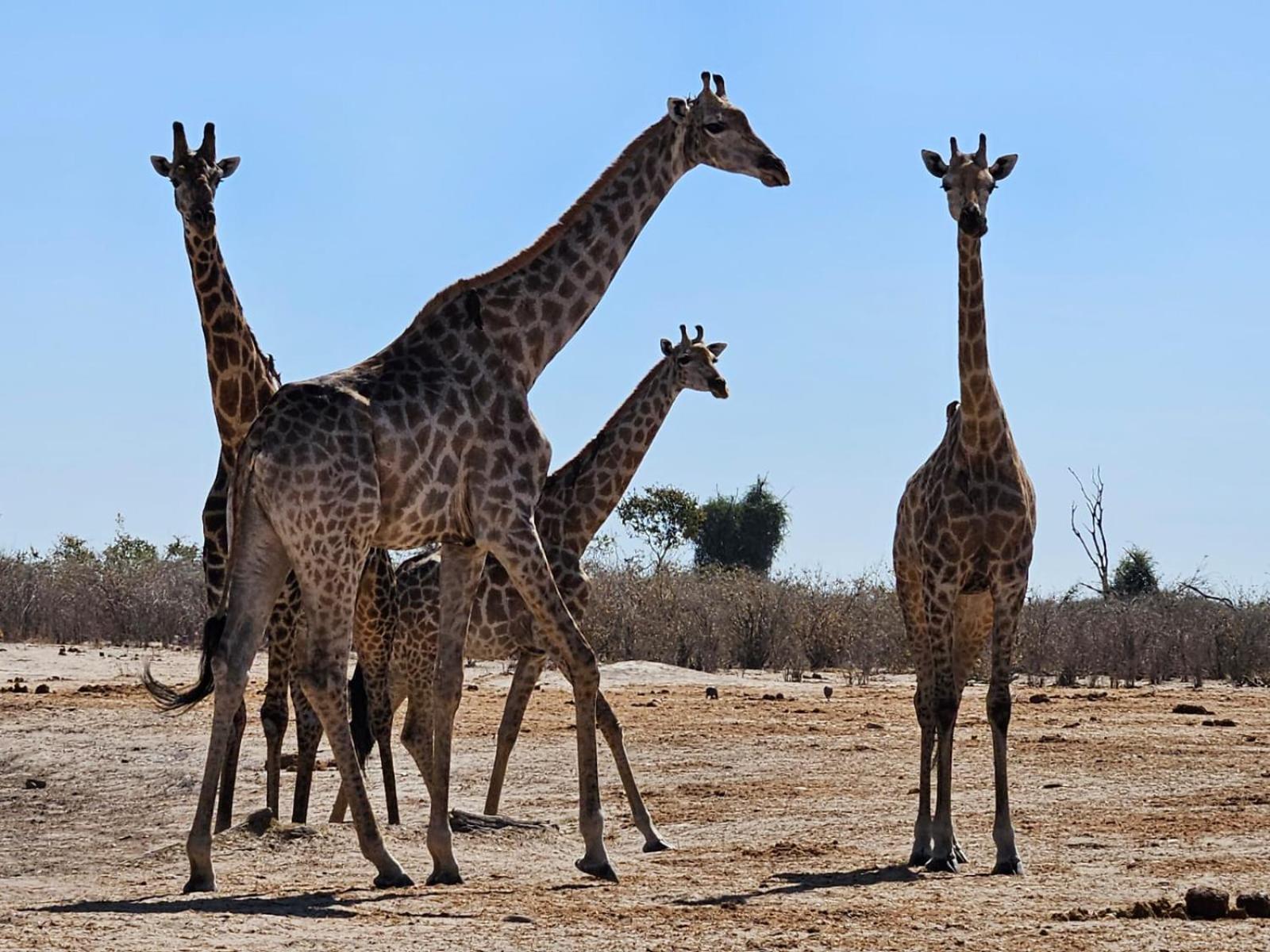 Xhabe Safari Lodge Chobe Muchenje المظهر الخارجي الصورة